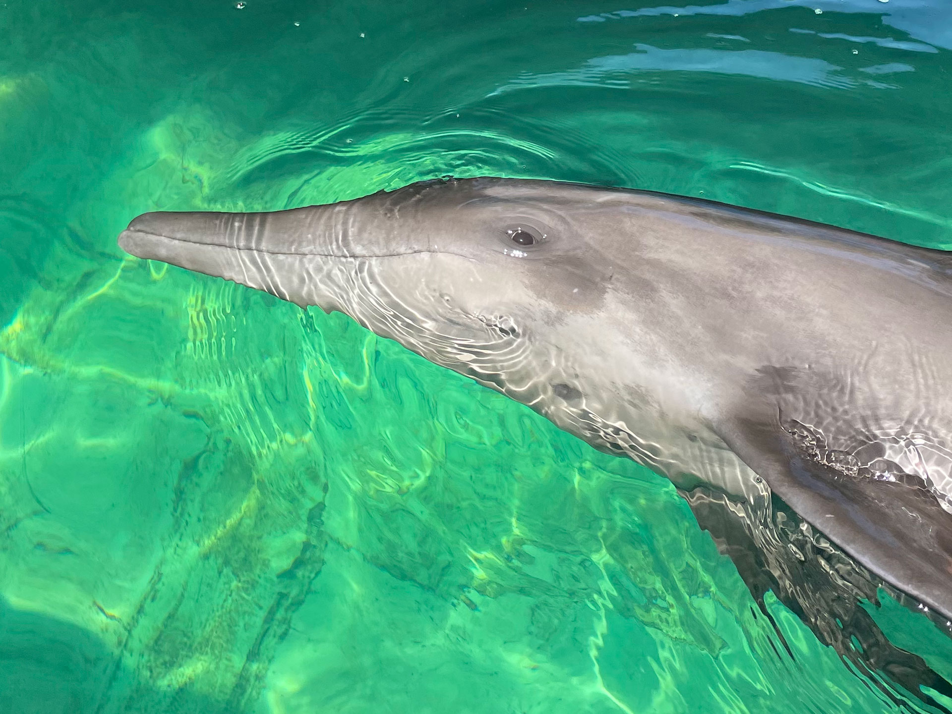 Rough-toothed dolphin