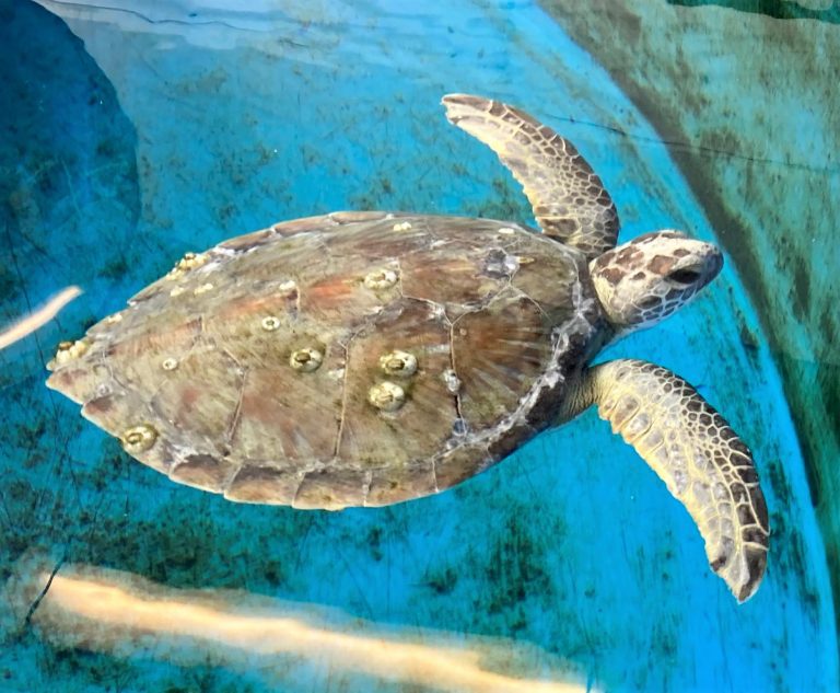 Sea Turtle Hospital Patient – Ciabatta - Clearwater Marine Aquarium