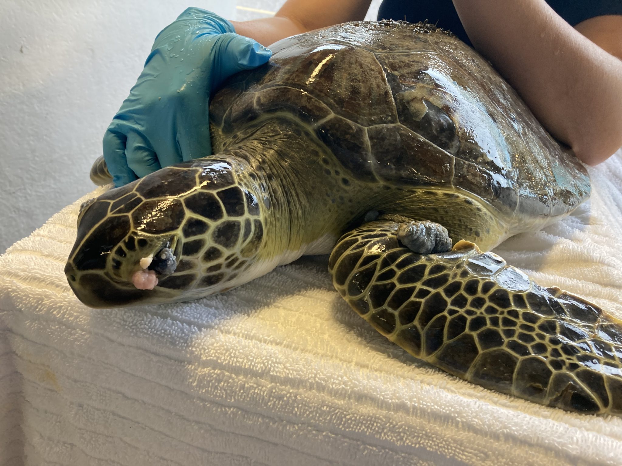 Sea Turtle Hospital Patient – English Muffin - Clearwater Marine Aquarium