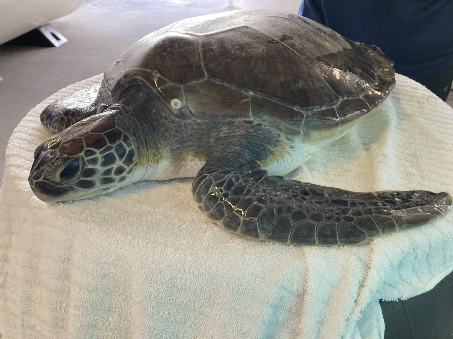 Sea Turtle Hospital Patient – Grissini - Clearwater Marine Aquarium