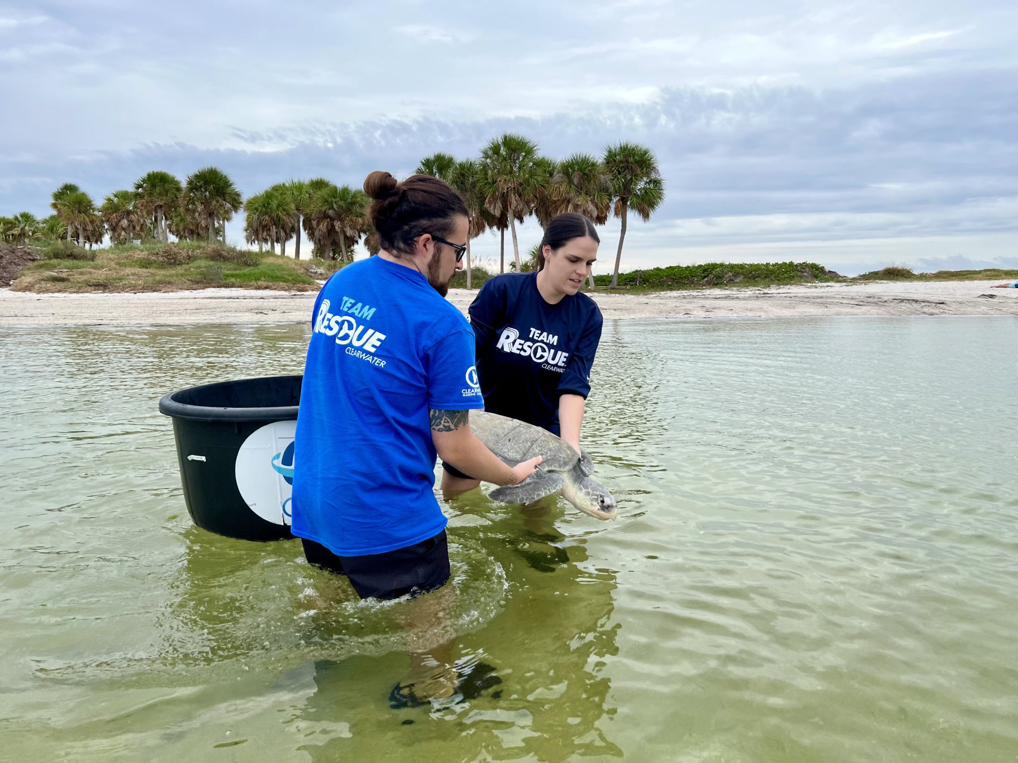 Rye, Kemp's Ridley, Released at Fred Howard Park - Clearwater Marine ...