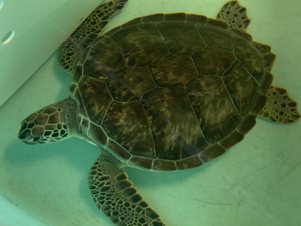 Sea Turtle Hospital Patient – Toast - Clearwater Marine Aquarium