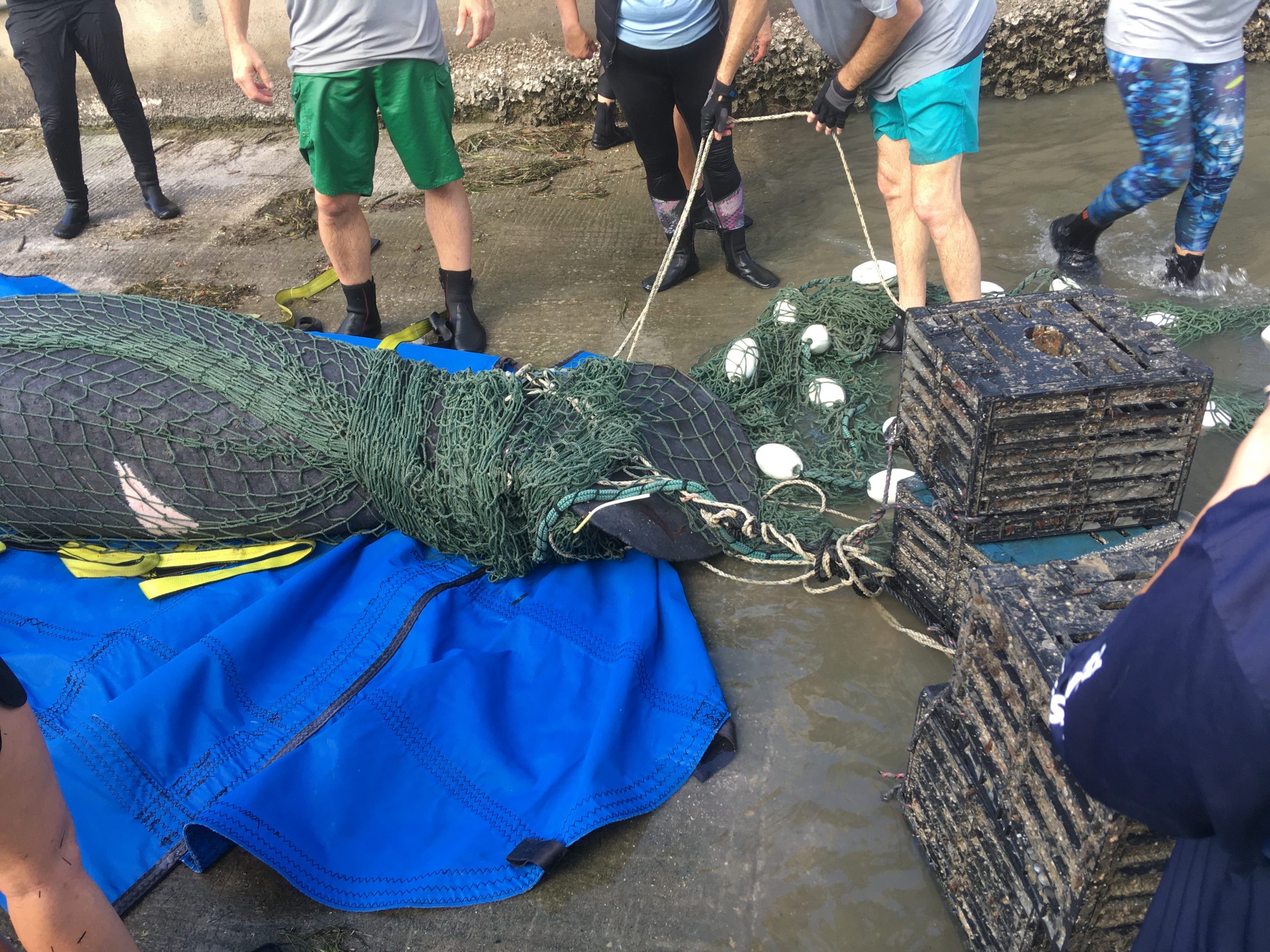 Manatee Caught in Rope, Crab Traps Gets Rescued by FWC, CMA