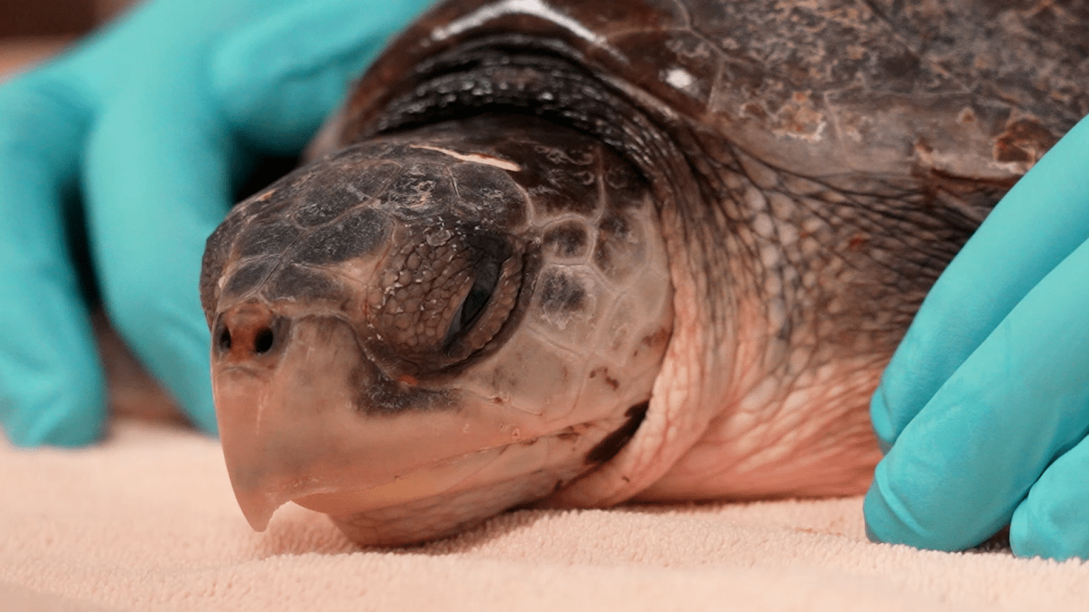 16 Critically Endangered Turtles Airlifted to Tampa To Be Rehabbed at ...