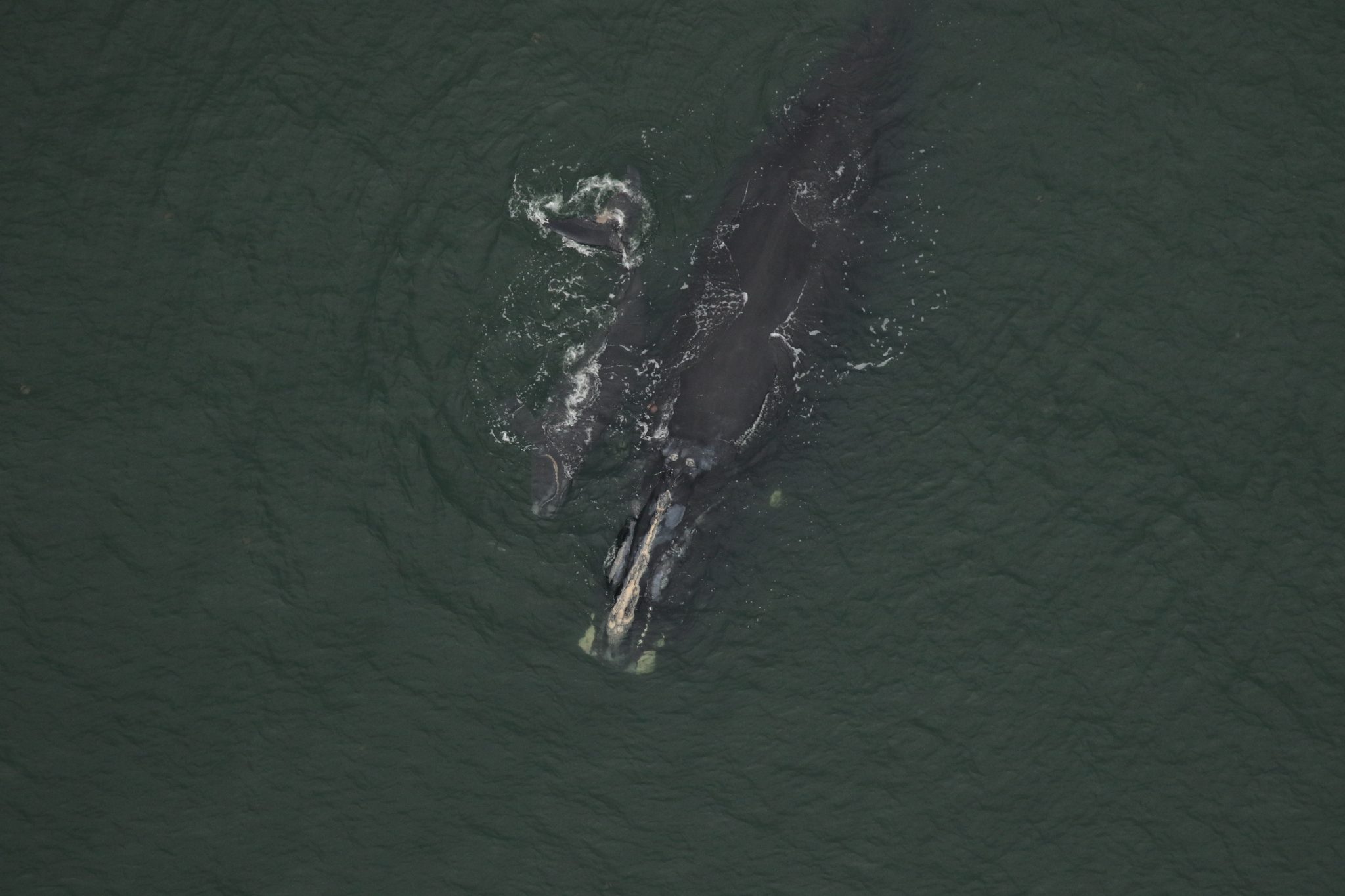 Callosity Patterns 2023-2024 Right Whale Calving Season - Clearwater Marine Aquarium
