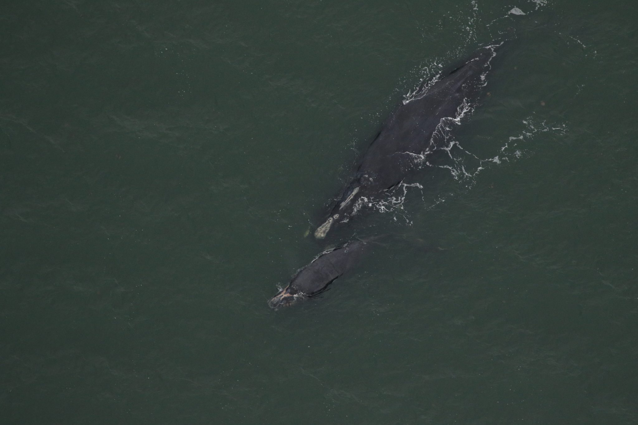 Callosity Patterns 2023-2024 Right Whale Calving Season - Clearwater Marine Aquarium