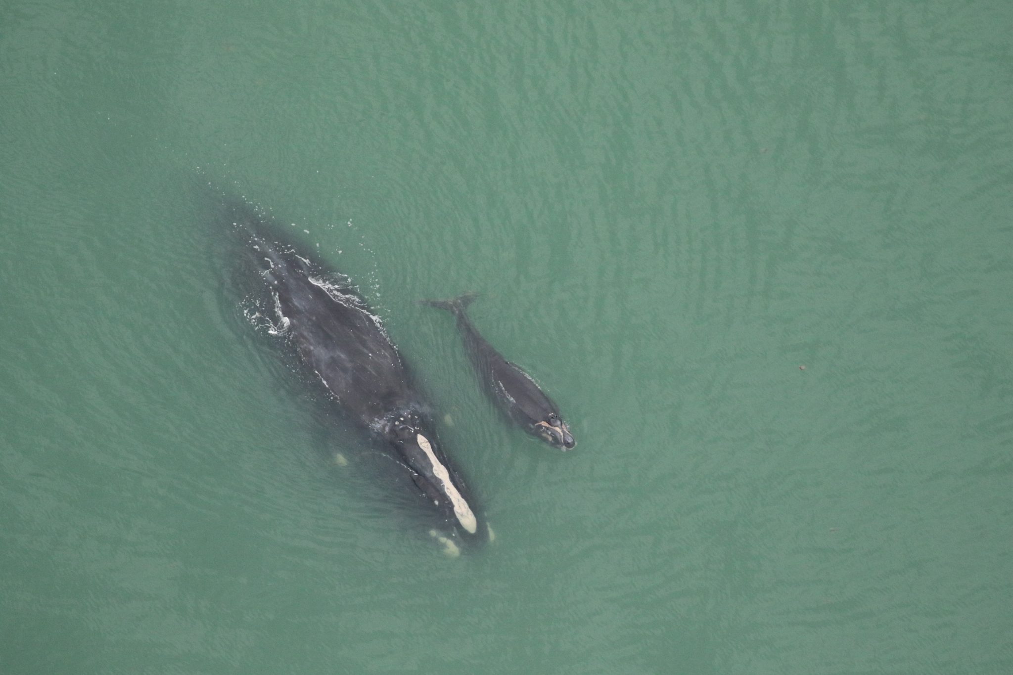 Callosity Patterns 2023-2024 Right Whale Calving Season - Clearwater Marine Aquarium