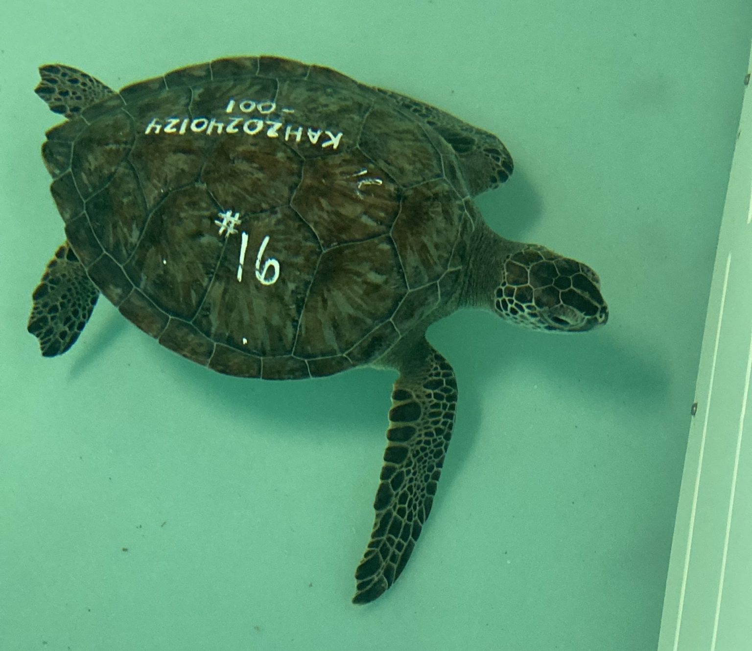 Sea Turtle Hospital Patient – Beryl - Clearwater Marine Aquarium