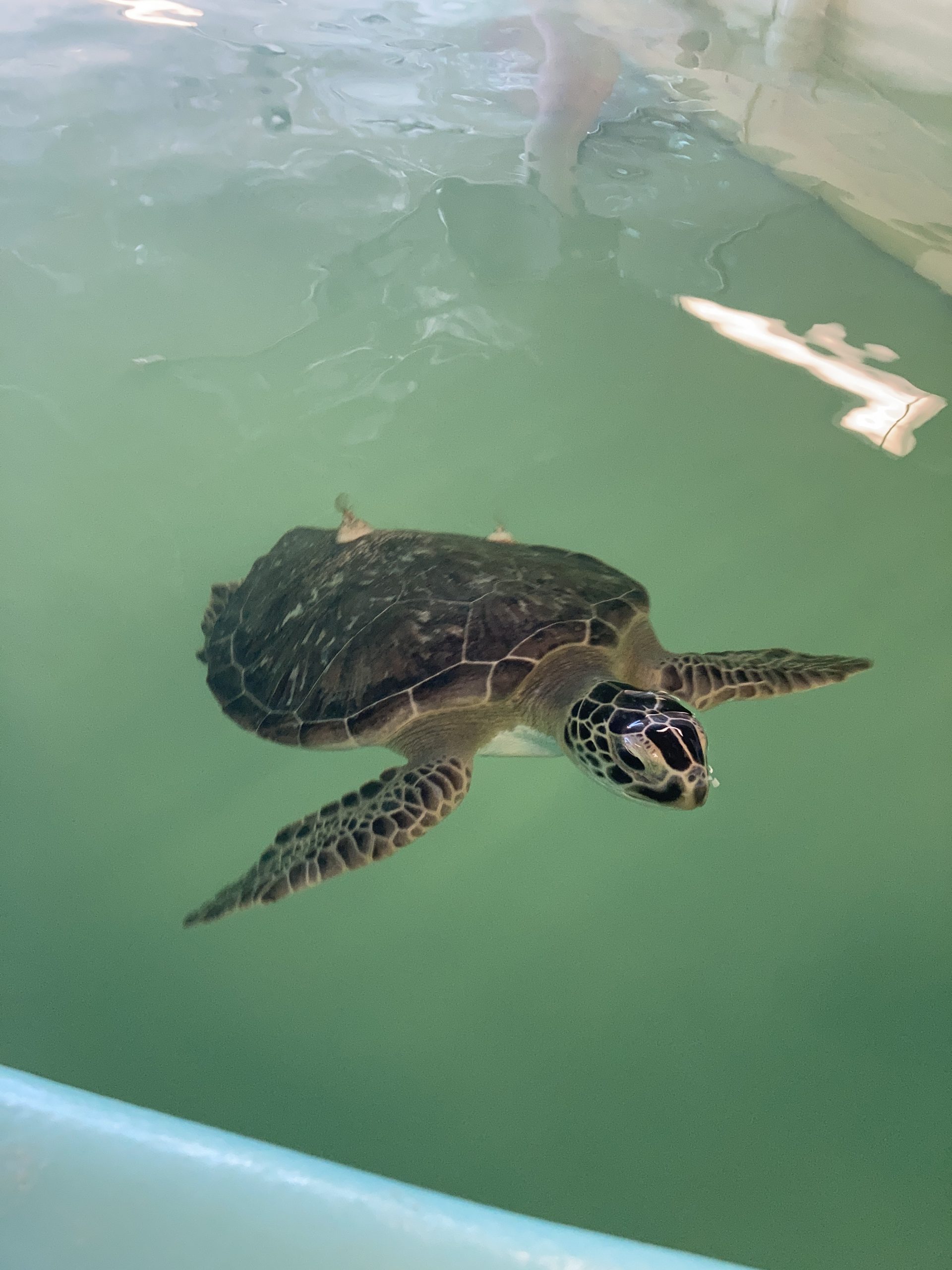 Sea Turtle Hospital Patient – Sapphire - Clearwater Marine Aquarium