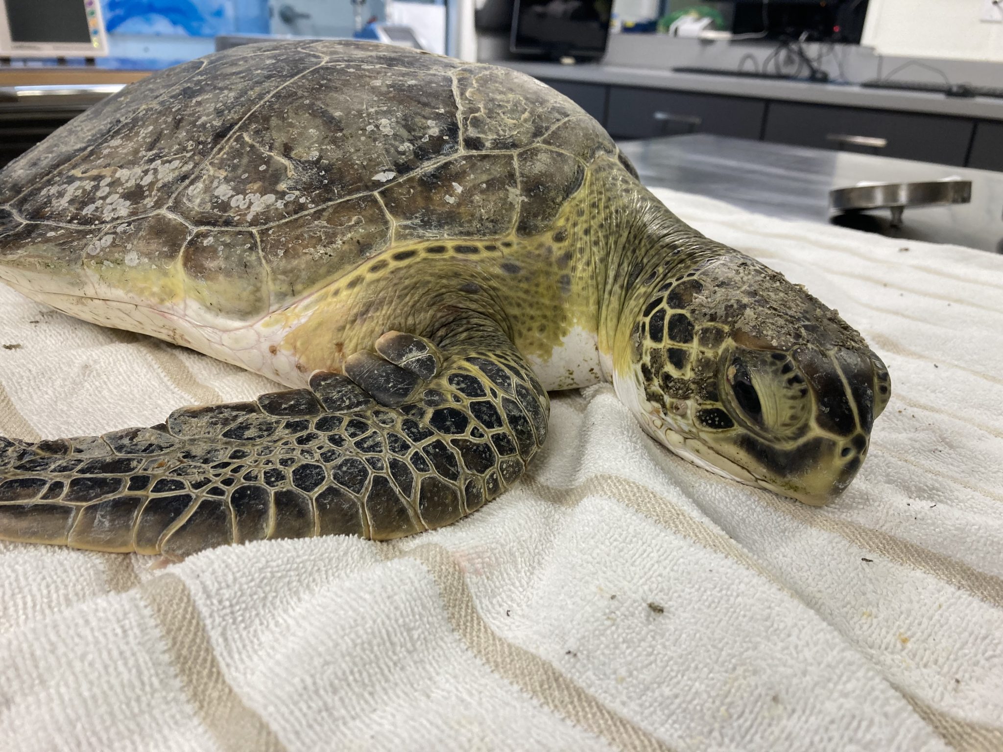 Rescue, Rehab, Release - Clearwater Marine Aquarium