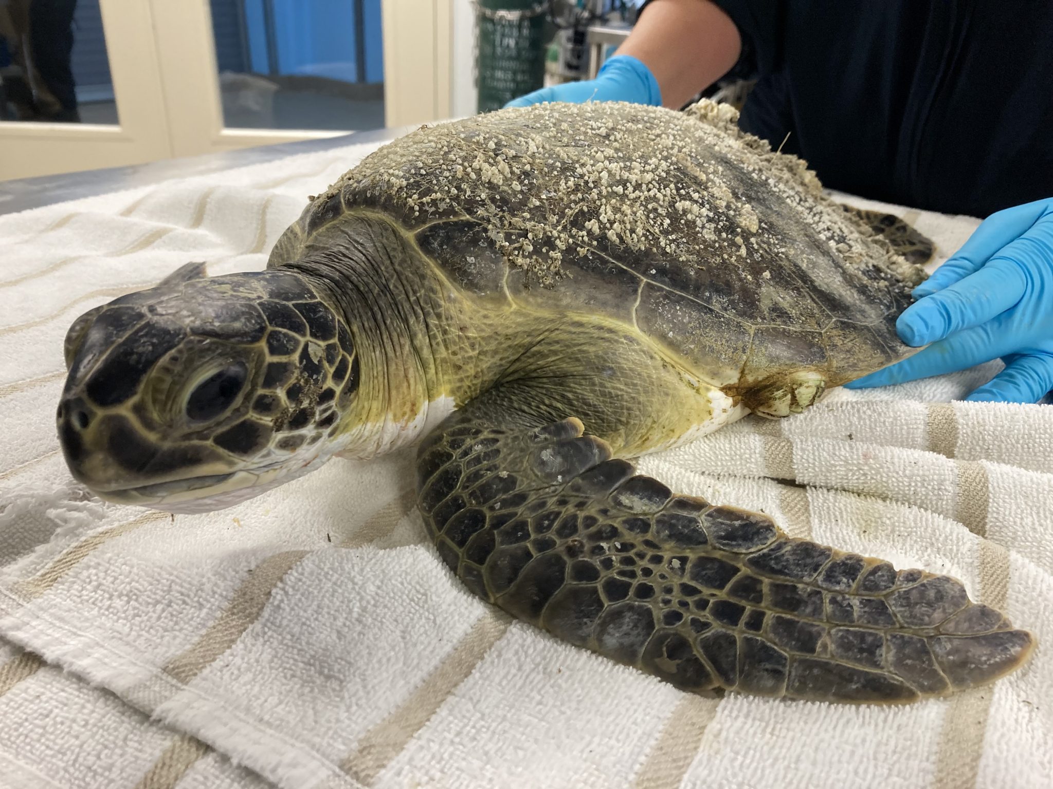 Rescue, Rehab, Release - Clearwater Marine Aquarium