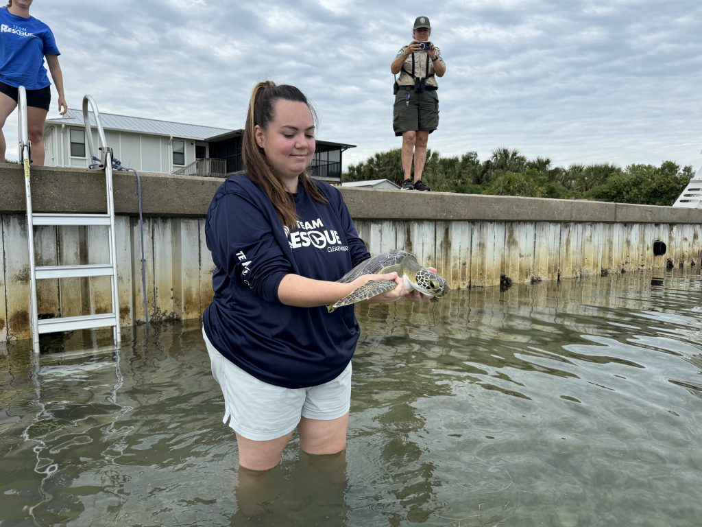 After Months of Rehabilitation, Endangered Green Sea Turtles Returned ...