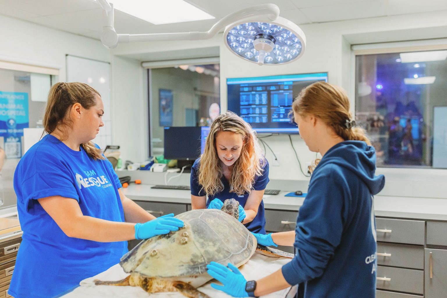 Veterinary Externship Program - Clearwater Marine Aquarium