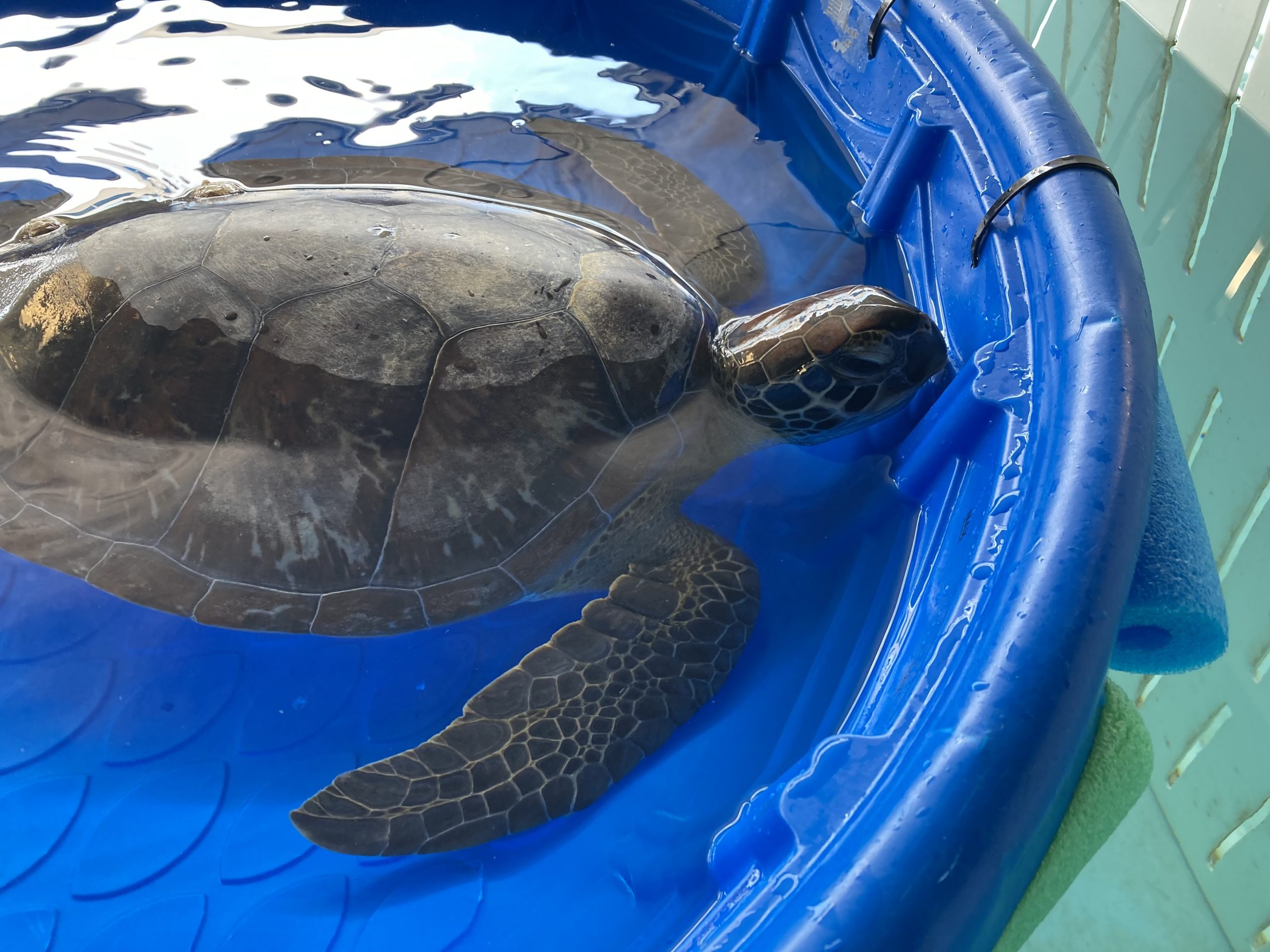 Sea Turtle Hospital Patient – Opal - Clearwater Marine Aquarium