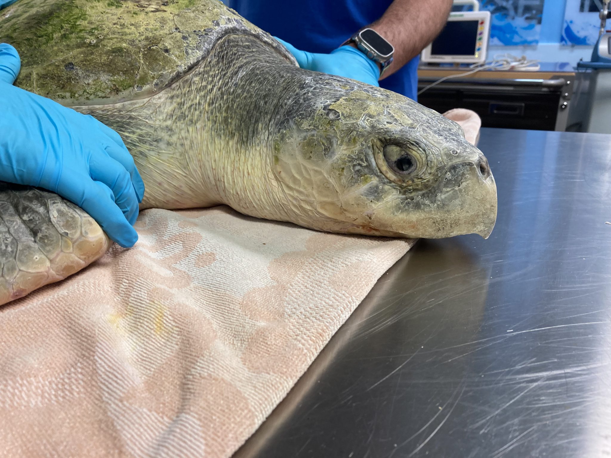 Sea Turtle Hospital Patient – Topaz - Clearwater Marine Aquarium