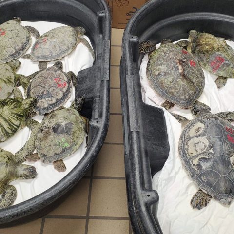 whitney lab turtles