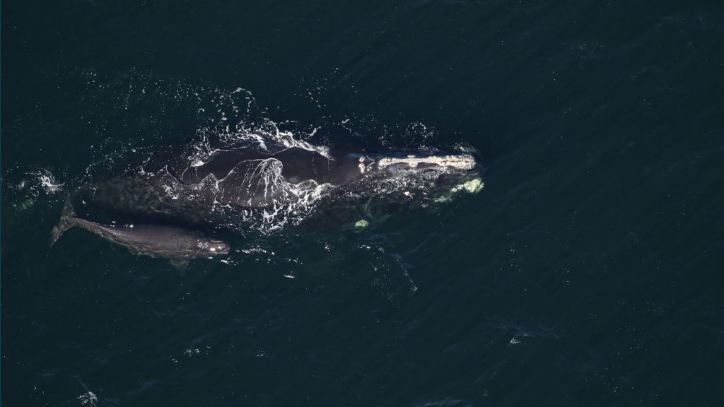 Grand Teton right whale calf