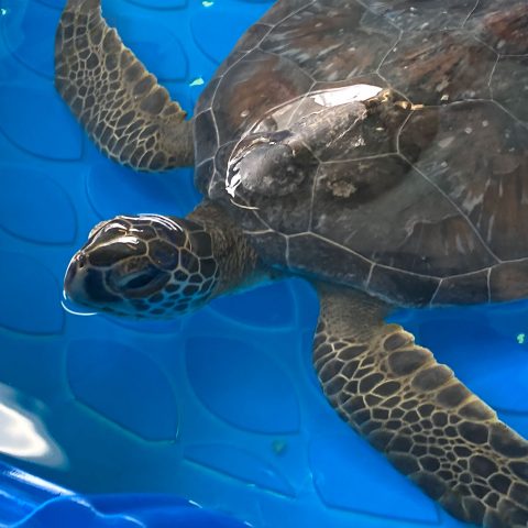 sea turtle