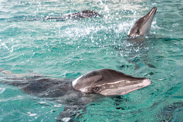 rough-toothed dolphins