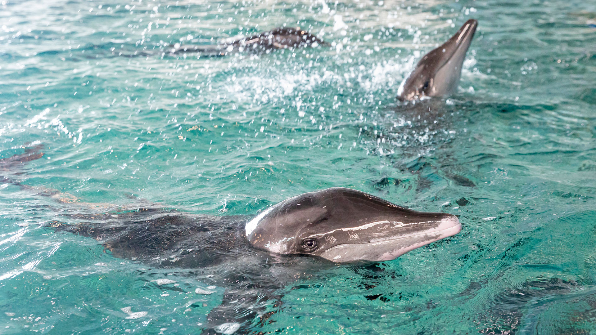 rough-toothed dolphins