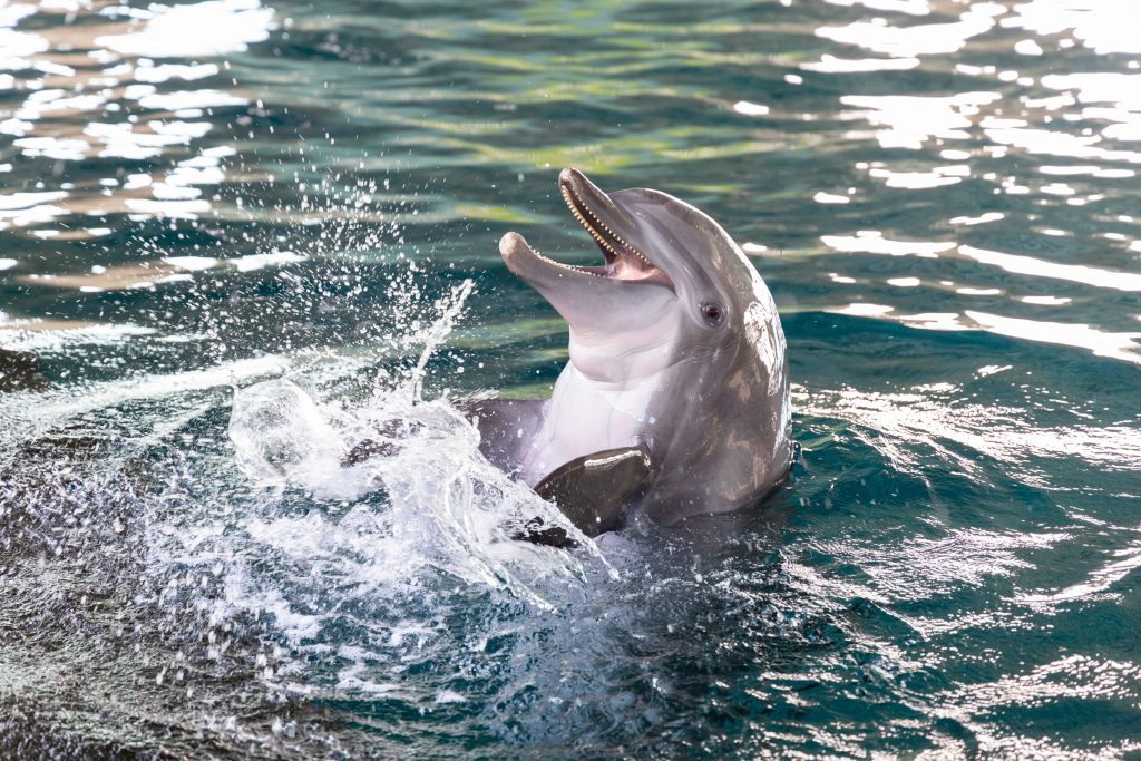 Summer Splash