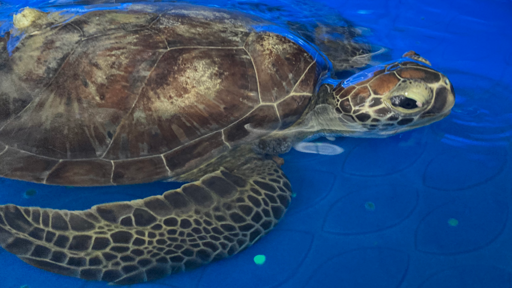 Fig sea turtle