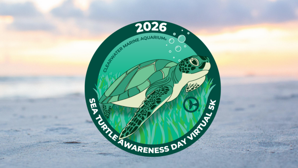 Sea Turtle Awareness Day