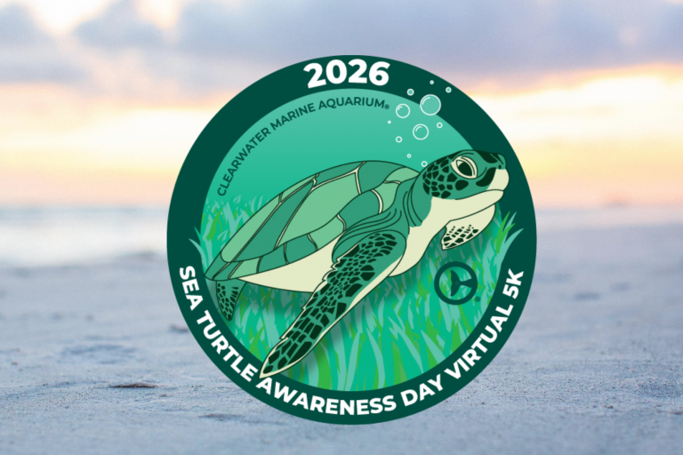 Sea Turtle Awareness Day