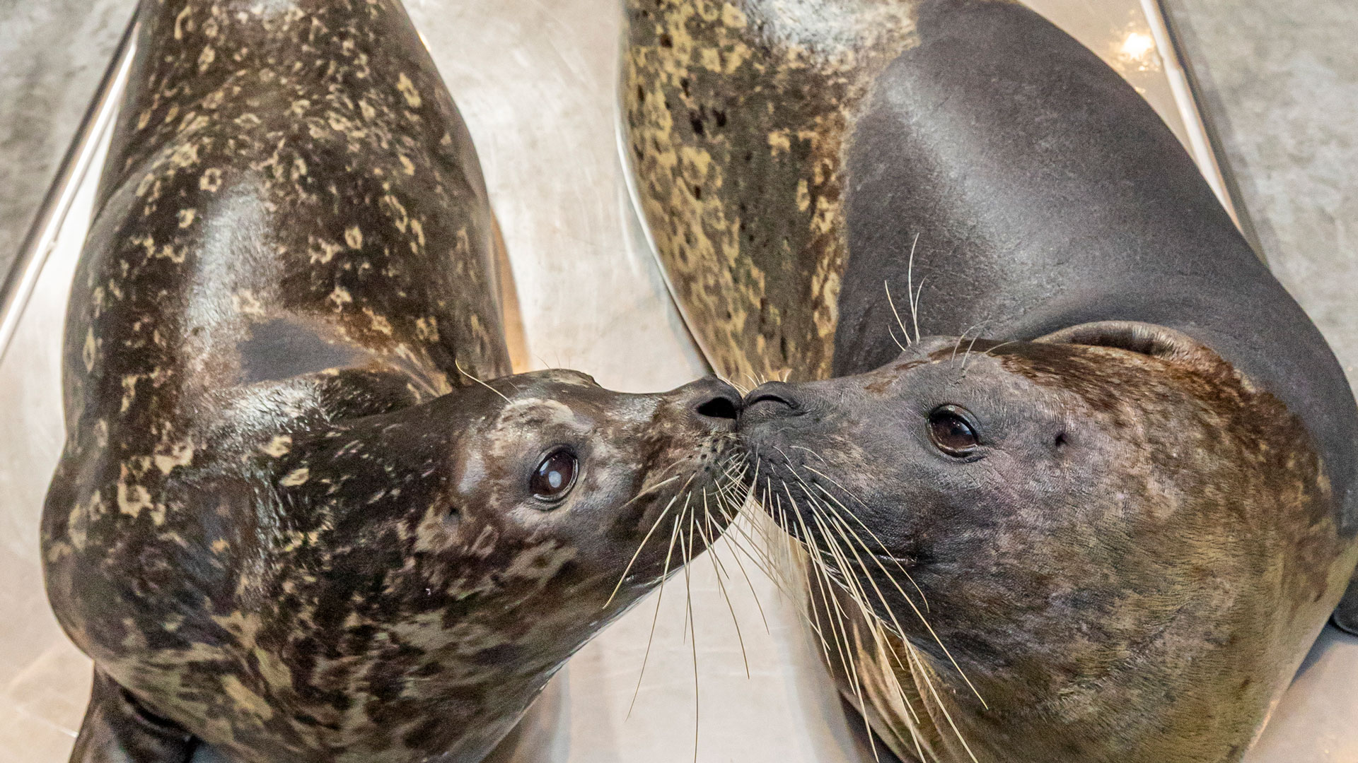 CMA Harbor Seals