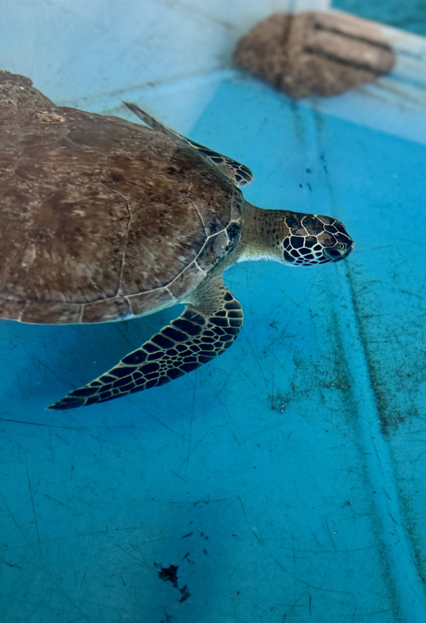 Sea Turtle Hospital Patient – Earl Grey - Clearwater Marine Aquarium