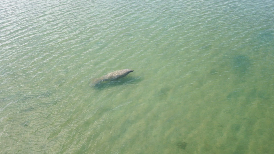 belize manatee