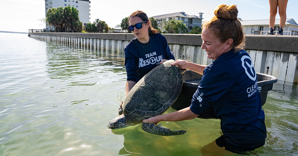 “Jupiter” the Green Sea Turtle Released by CMA After Successful Treatment for Fibropapillomatosis