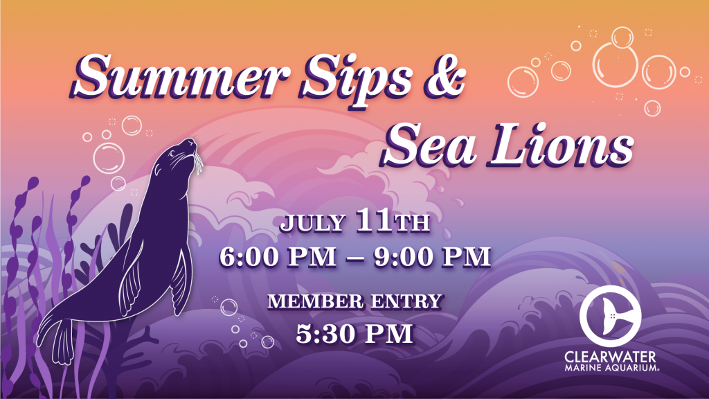 Summer Sips and Sea Lions