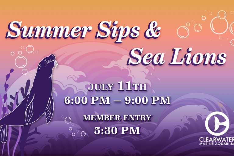 Summer Sips and Sea Lions