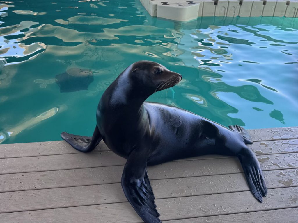 Tuna the Sea Lion
