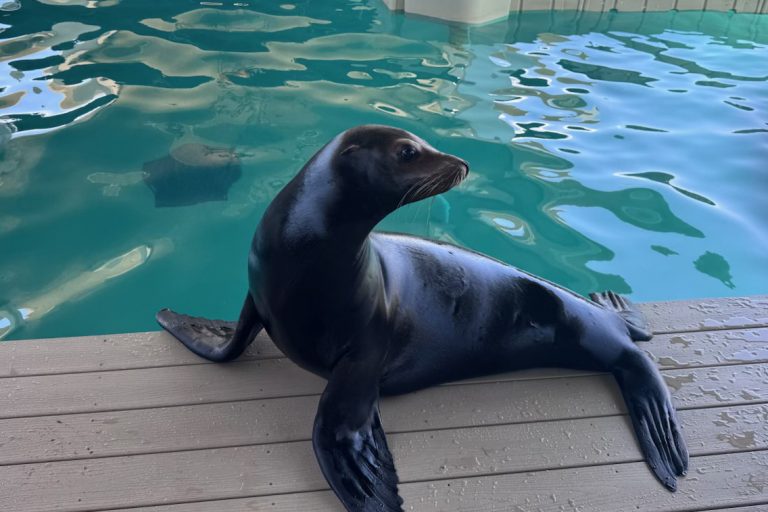 Tuna the Sea Lion