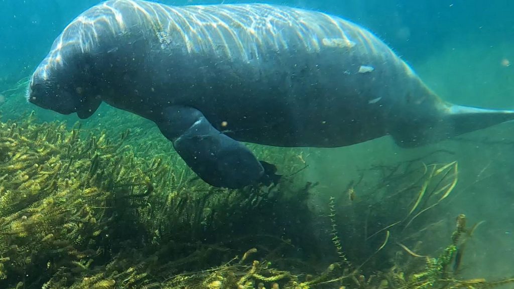 Talbot manatee