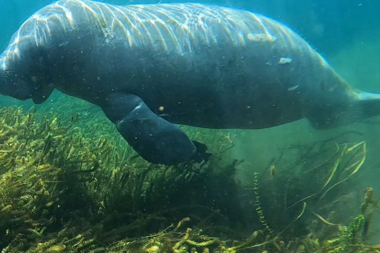 Talbot manatee