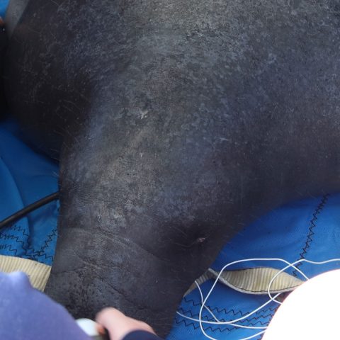 Cannonball manatee