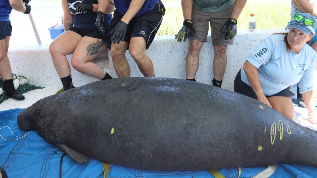 Ceelo manatee