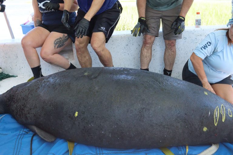 Ceelo manatee