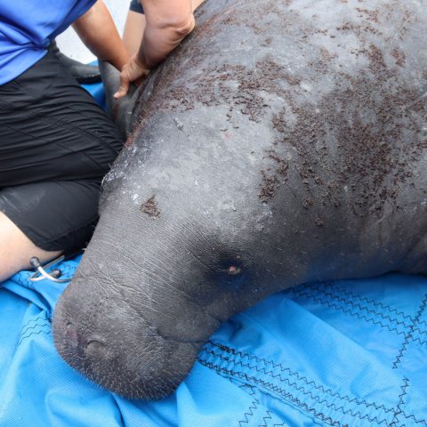 Gambino manatee