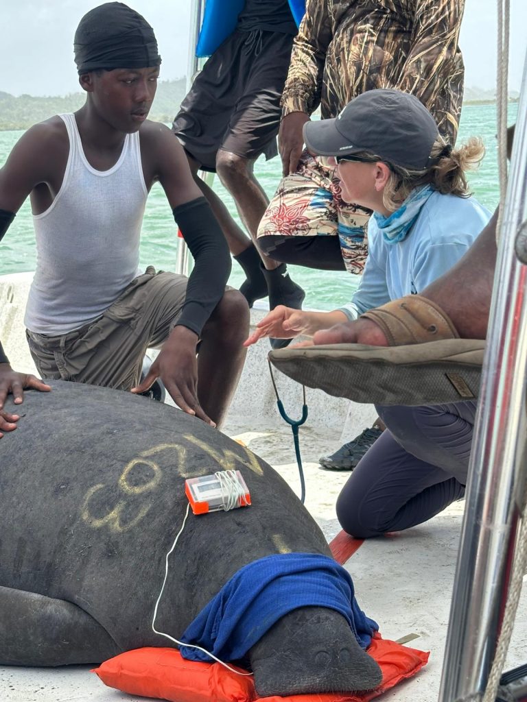 A young community member sits next to a manatee whole a CMARI employee performs a health assessment of the animal.