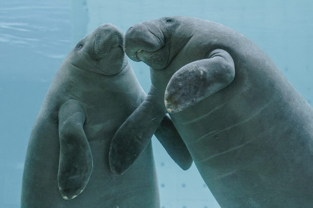 Two manatees swimming in their habitat at Clearwater Marine Aquarium.