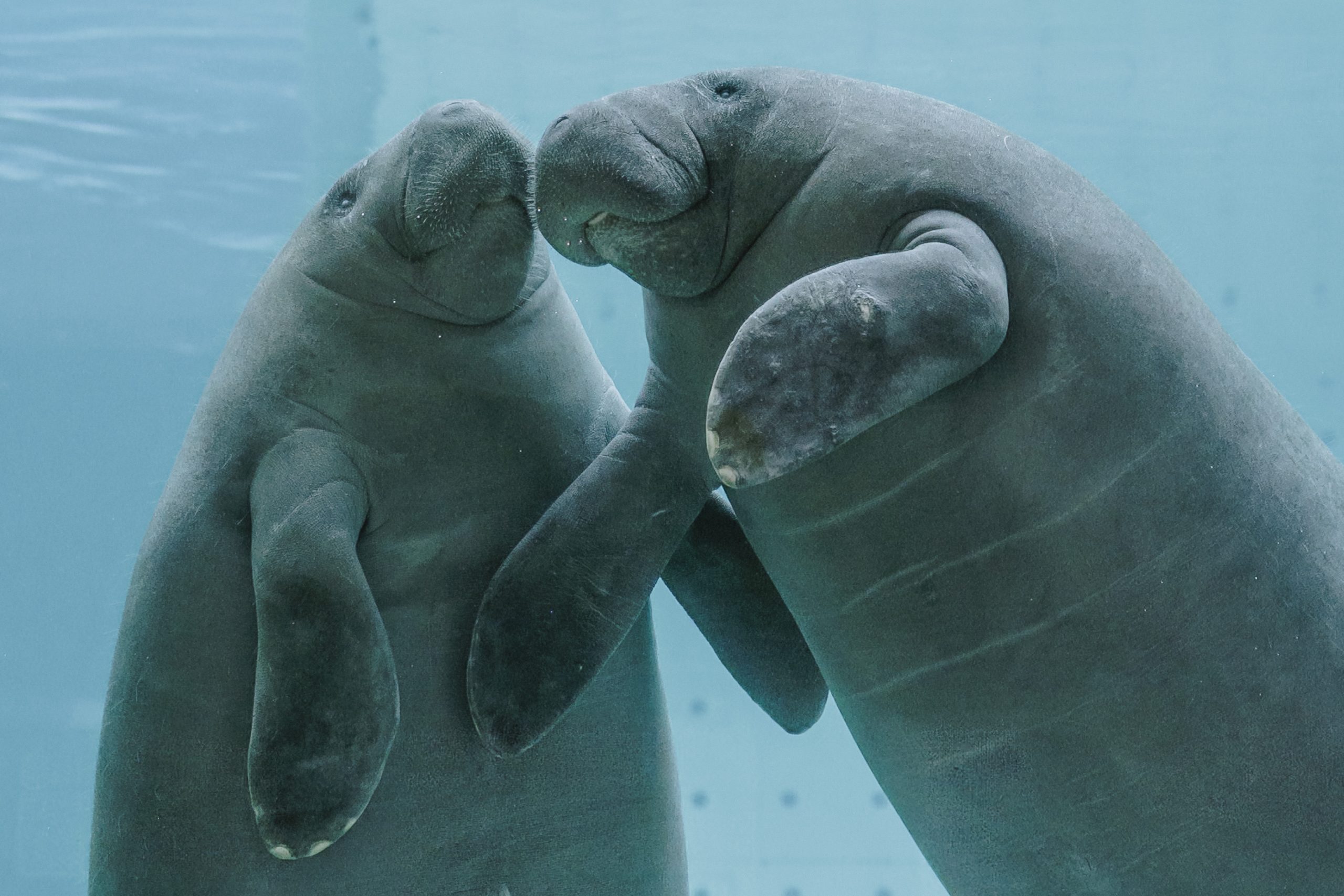 Two manatees swimming together at Clearwater Marine Aquarium